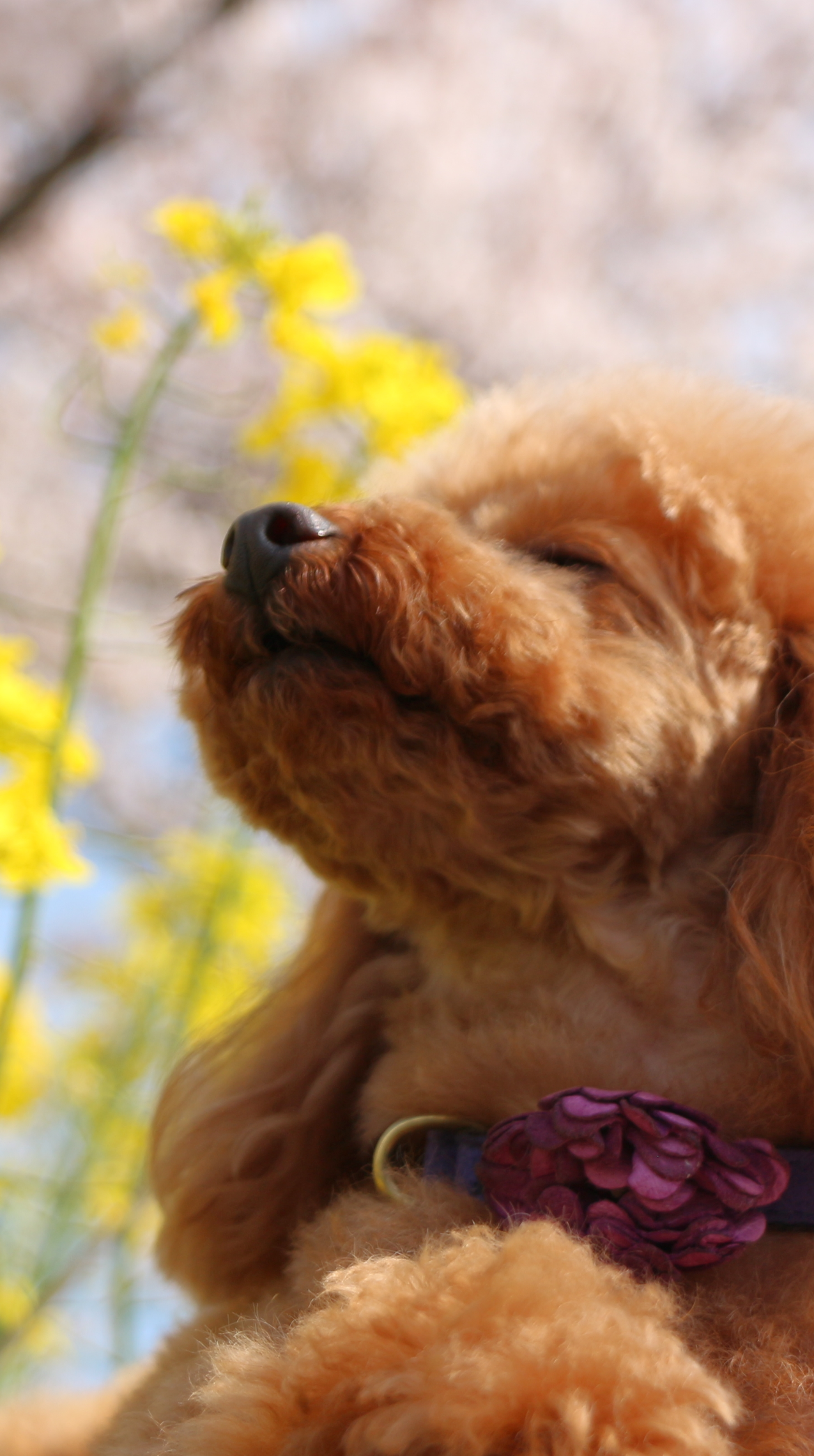 犬の画像