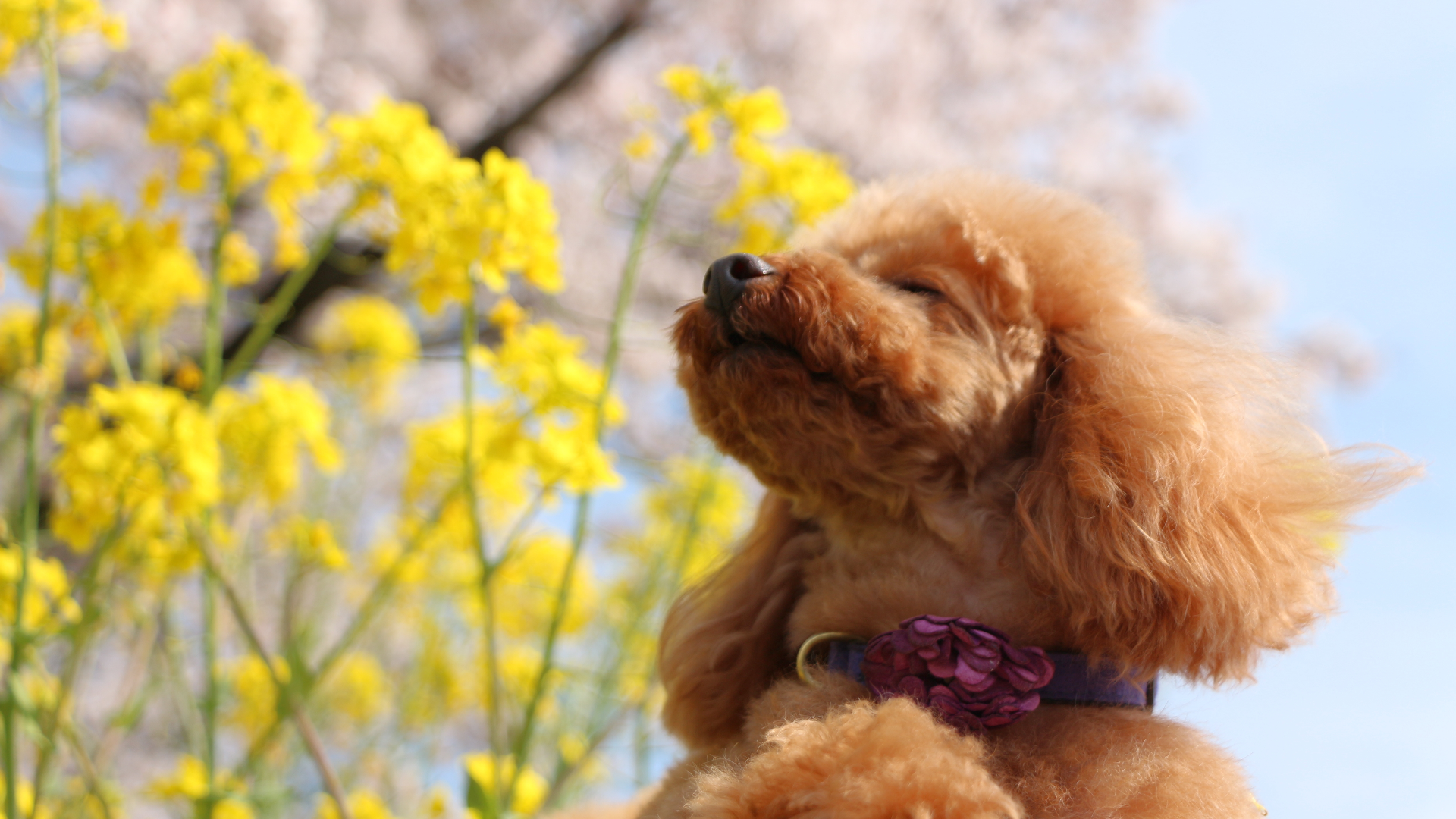 犬の画像